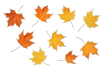 Fototapeta premium Set of autumn maple leaves, showing seasonal change with orange and yellow colors. Transparent background