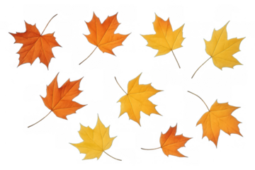 Set of autumn maple leaves, showing seasonal change with orange and yellow colors. Transparent background