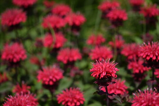 Blooming monarda in summer garden, bokeh monarda flowers background, selective focus.