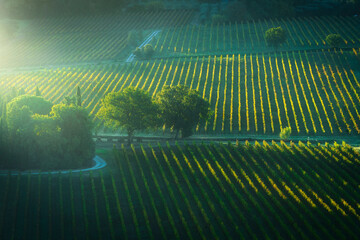 Obraz premium View of Montepulciano Vineyards in Morning Sunbeams, Tuscany, Italy