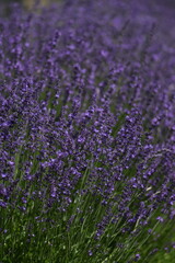 Lavender blooming flowers closeup and sunny bokeh flowers background. Scene with lavendula flowers. Selective focus. Lavender background.