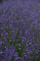 Fototapeta premium Lavender blooming flowers closeup and sunny bokeh flowers background. Scene with lavendula flowers. Selective focus. Lavender background.