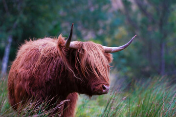 A brown highland cow in Glen Nevis in Scotland 