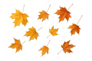Autumn maple leaves falling, a seasonal transition with vibrant orange, yellow, and red foliage on transparent background