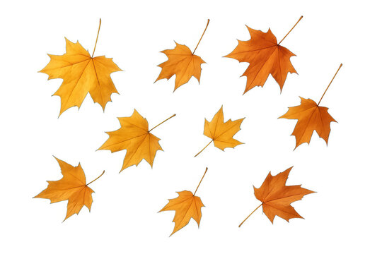 Autumn maple leaves falling, a seasonal transition with vibrant orange, yellow, and red foliage on transparent background