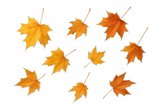 Autumn maple leaves falling, a seasonal transition with vibrant orange, yellow, and red foliage on transparent background