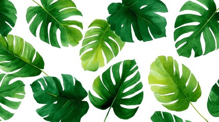 A collection of vibrant green monstera leaves on a white background. Each leaf features unique shapes and textures, bringing a refreshing touch. This artistic design is perfect for decor. AI
