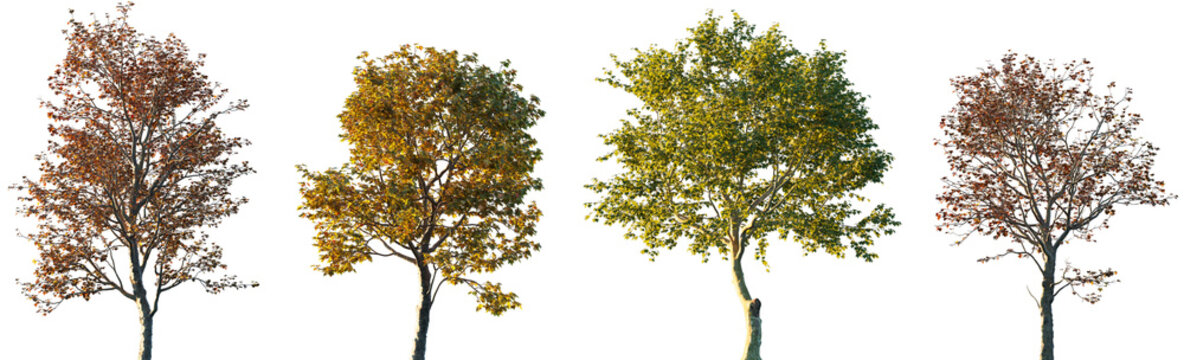 Set of four Platanus trees in autumn foliage isolated on transparent background, Oriental and London plane trees, deciduous seasonal collection for landscape design and architectural renderings