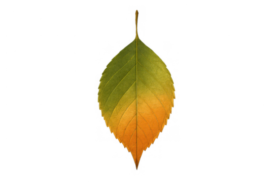 Autumn leaf showing transition from green to yellow and orange, symbolizing nature's seasonal change