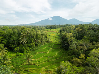 Lush Bali Rice Terraces Surrounded By Tropical Forest Under Mount Batukaru © Buyanskyy Production