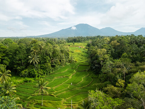 Lush Bali Rice Terraces Surrounded By Tropical Forest Under Mount Batukaru