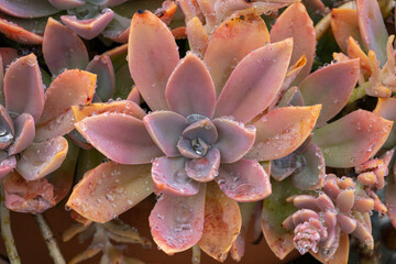 Closeup of pink succulent leaves with fresh dew showing natural beauty and soft pastel tones perfect for botanical macro photography.