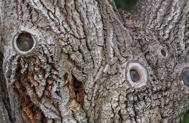 Detailed Analysis of Arboreal Surface Patterns