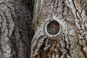 Obraz premium High-Resolution Wood Bark Texture – Nature Detail
