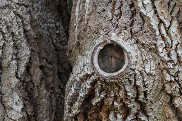 Old Tree Bark Macro Shot &ndash; Natural Texture Backdrop