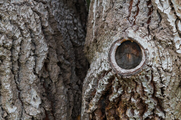 Aged Tree Trunk Surface Close-Up