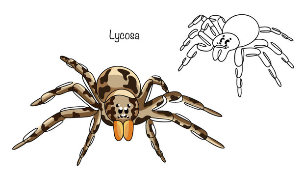 Lycosa