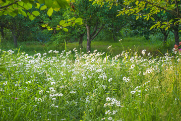 Fototapeta premium Beautiful meadow with white daisy or marguerite flowers in a summer garden