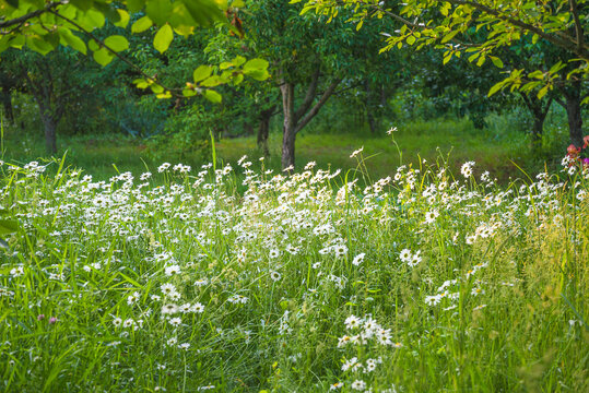 Beautiful meadow with white daisy or marguerite flowers in a summer garden - Powered by Adobe