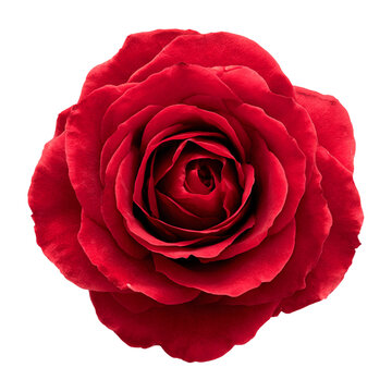 Single Red Rose Top View with Open Petals, Isolated on Transparent Background