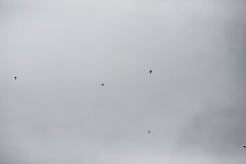 Minimalist Sky Scene with Birds in Flight Against a Cloudy Backdrop