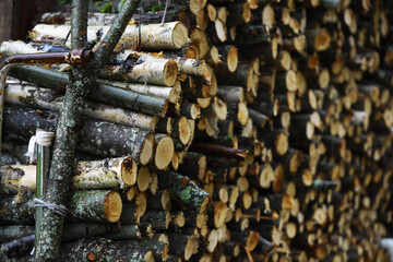 Stacked Firewood Pile of Cut Logs in Rustic Outdoor Setting for Winter Fuel and Woodworking Projects