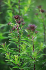 Vibrant Purple Thistle Flowers Amidst Lush Greenery in Natural Garden Setting