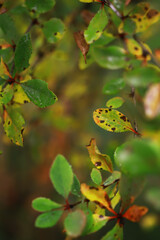 Close-Up of Vibrant Autumn Leaves with Black Spots in Serene Garden Setting