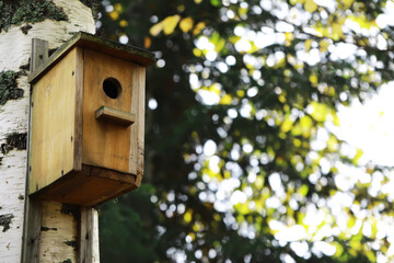 Wooden Birdhouse on Birch Tree in Sunlit Forest