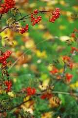 Autumn Red Rowan Berries on Branches with Vibrant Green and Yellow Foliage Background