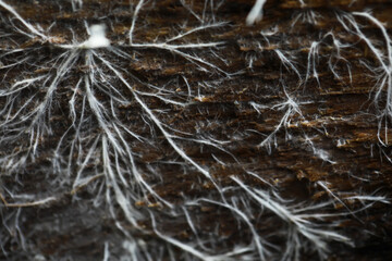 Close-Up of White Fungal Mycelium on Dark Wood Surface