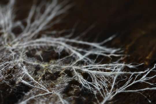 Close-Up of Delicate White Fungal Mycelium on Dark Wood Surface