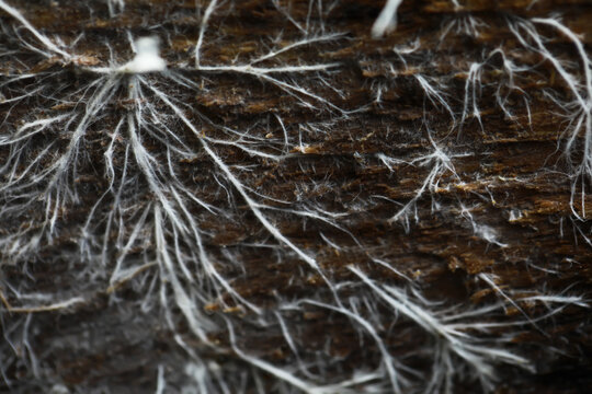 Close-Up of White Fungal Mycelium on Dark Wood Surface