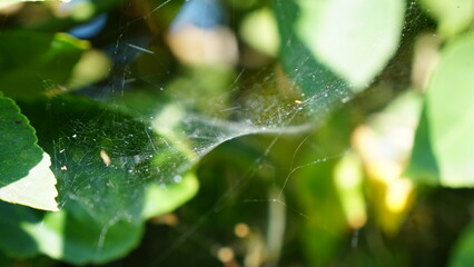 Glimmering threads of nature's design, capturing the morning light between vibrant green leaves, showcasing an intricate natural structure.