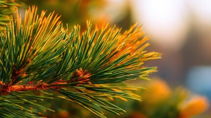 Close-up of vibrant pine tree branches with sunlight filtering through, creating a warm, serene atmosphere