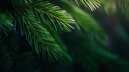 Close-up view of lush green pine tree branches illuminated by soft sunlight in a serene forest setting