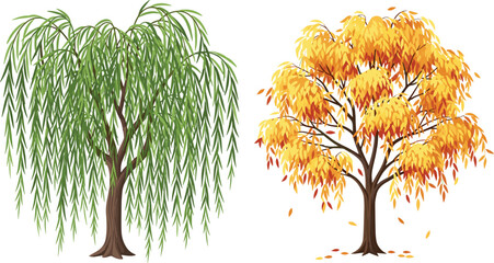 Willow tree, autumn tree, seasonal foliage, leaf color change, nature contrast, tree species, fall season, landscape vector, educational illustration, cad drawing