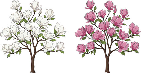 Magnolia tree illustration, white and pink flowers, botanical vector art, spring blossom, floral design, garden plant, nature clipart, CAD drawing