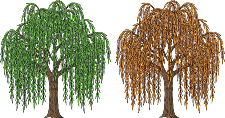 Willow tree, seasonal change, green leaves, brown foliage, nature contrast, autumn decay, spring bloom, landscape vector, cad drawing, educational illustration