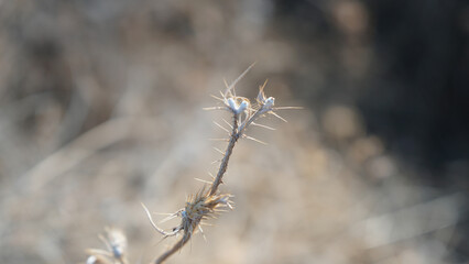 Intricate Details of a Dried Thorny Bramble Against a Softly Blurred Natural Background