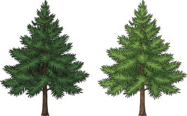 Evergreen tree foliage comparison, botanical contrast, forest illustration, seasonal variation, nature concept, cad drawing, flat vector, tree art, greenery design