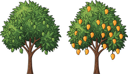 Mango tree with ripe and unripe fruits, green foliage, tropical orchard, fruit ripening stages, nature contrast, agriculture, harvest season