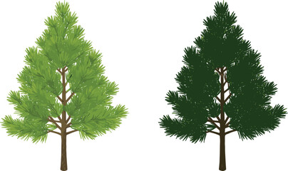 Pine tree foliage comparison, light and dark green leaves, seasonal variation, forest plant, nature illustration, cad drawing flat vector