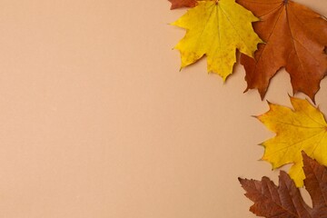Bright autumn frame with leaves on color background