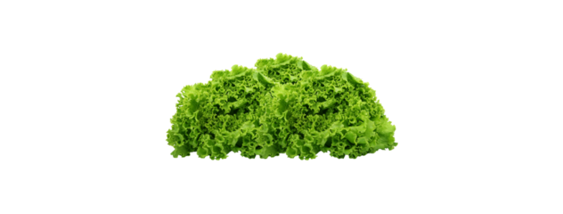 Green Lettuce - Isolated Vegetable Vector - on Transparent Background 300 DPI. High-quality vector of fresh green lettuce, ideal for healthy food concepts, salad packaging, restaurant menus, or eco 