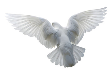 White Dove Flying Away with Wings Spread Wide on Background bird isolated on a transparent background