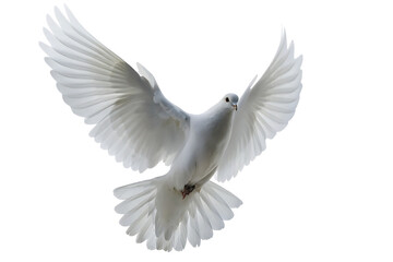 White Dove in Flight with Wings Spread Open on Background bird flying isolated on a transparent background