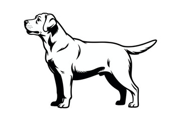 A black and white illustration of a Labrador Retriever dog standing alertly.