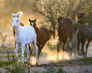 Fototapeta premium Wild Horses Running in Morning Light 