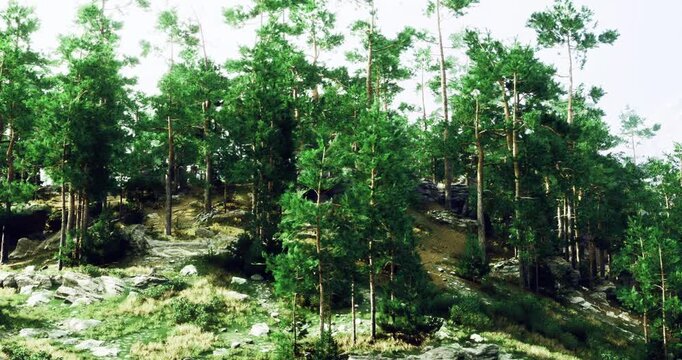 Tall evergreen trees stand majestically in a peaceful forest. Sunlight filters through the branches, creating a serene atmosphere with patches of light on the ground.